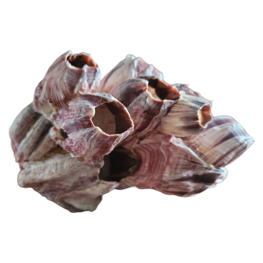 HP 😃 Natural Barnacle Coral Fish Tank Aquarium Pond Shrimp Shelter Home Ocean - Picture 9 of 10